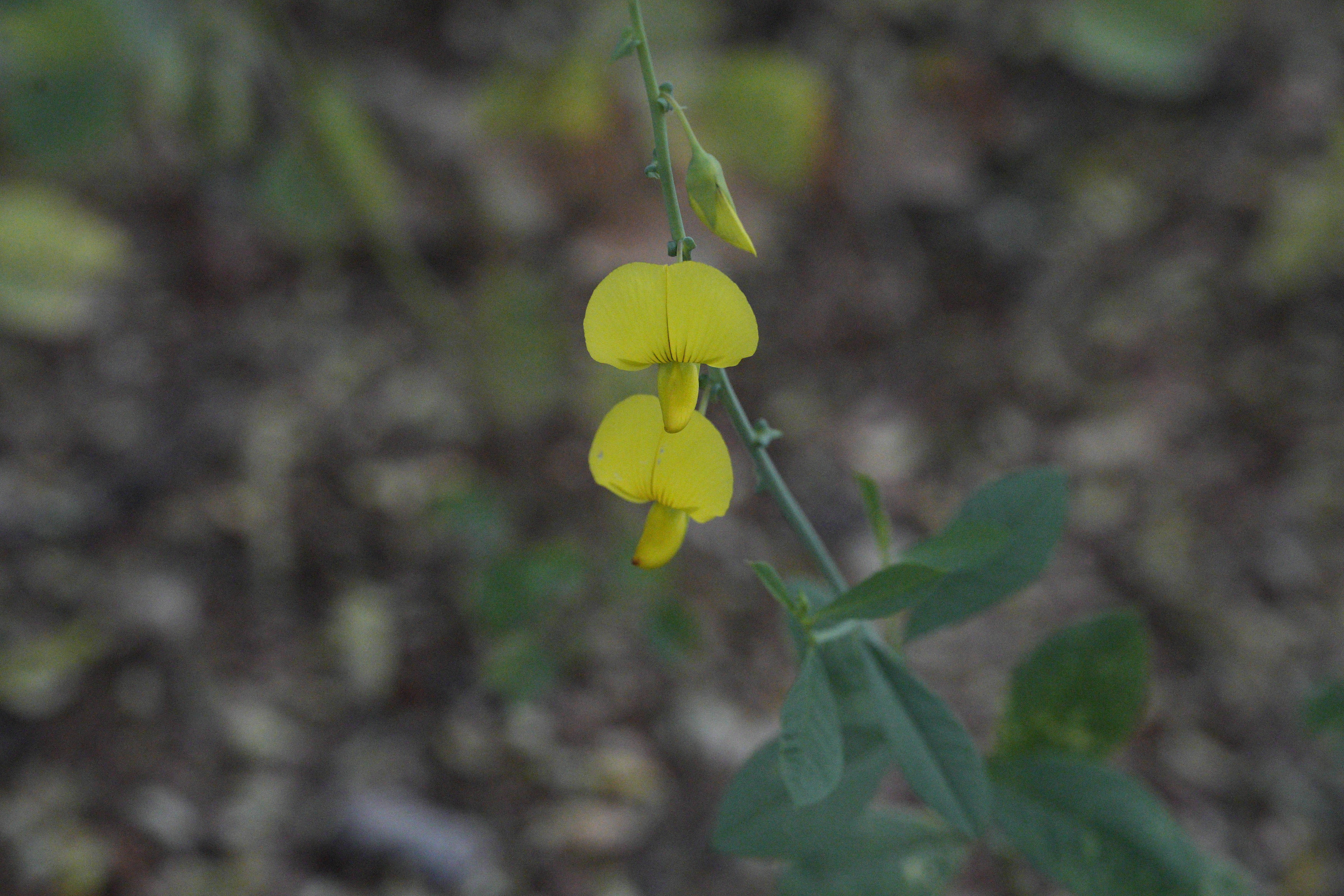 BPCL - Bina Biodiversity Study 14