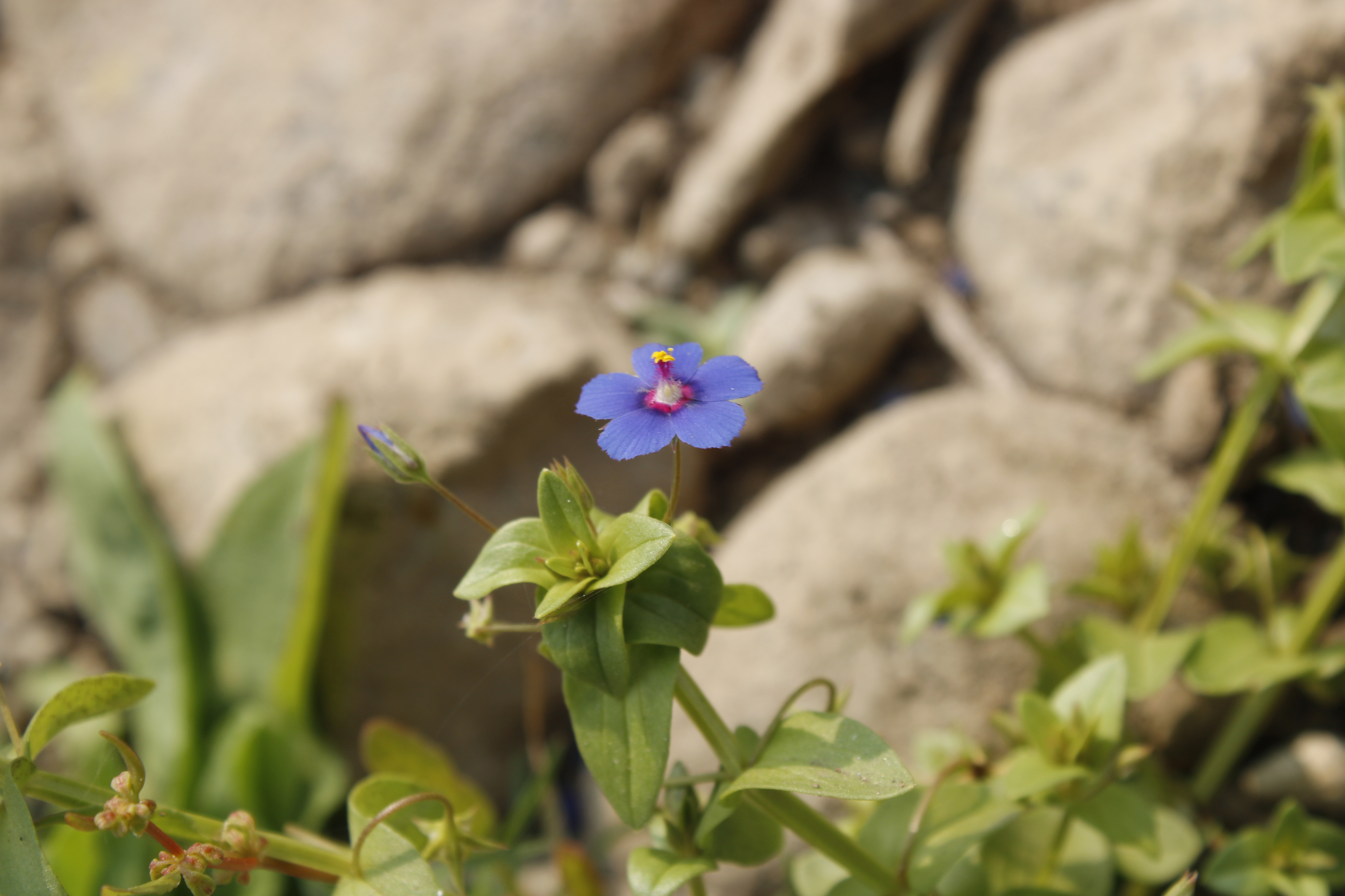 BPCL - Bina Biodiversity Study 38