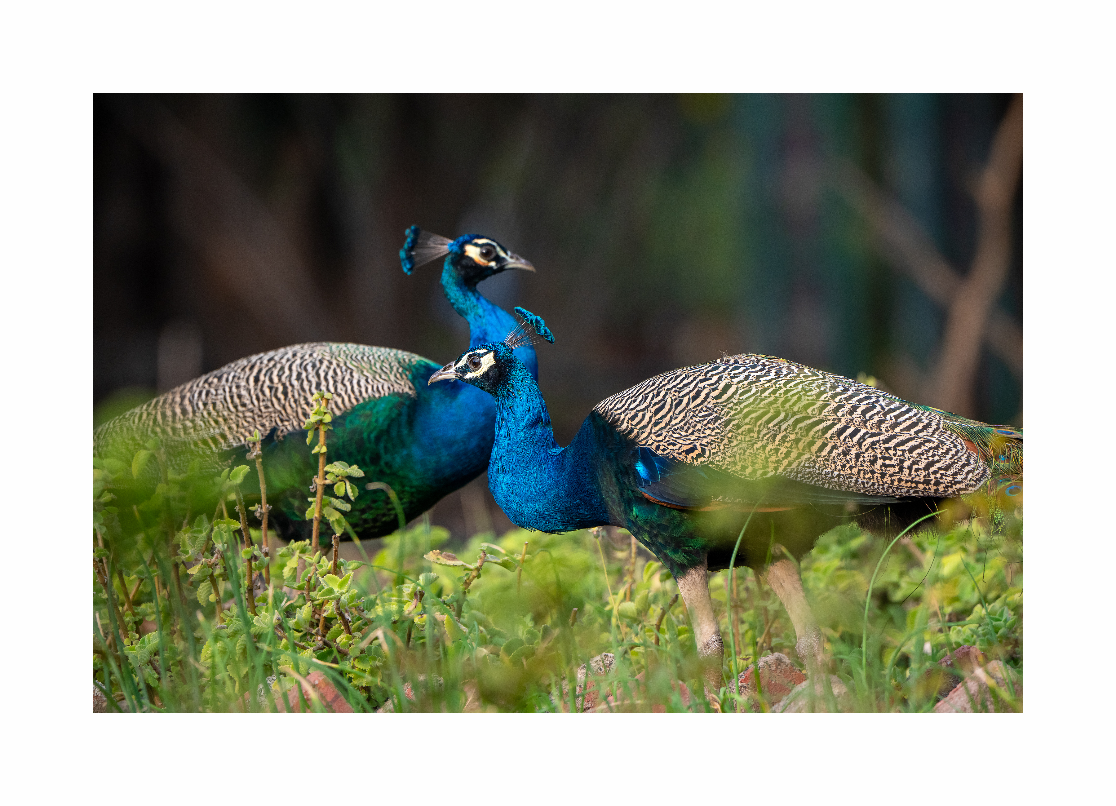 BPCL - Bina Biodiversity Study 27