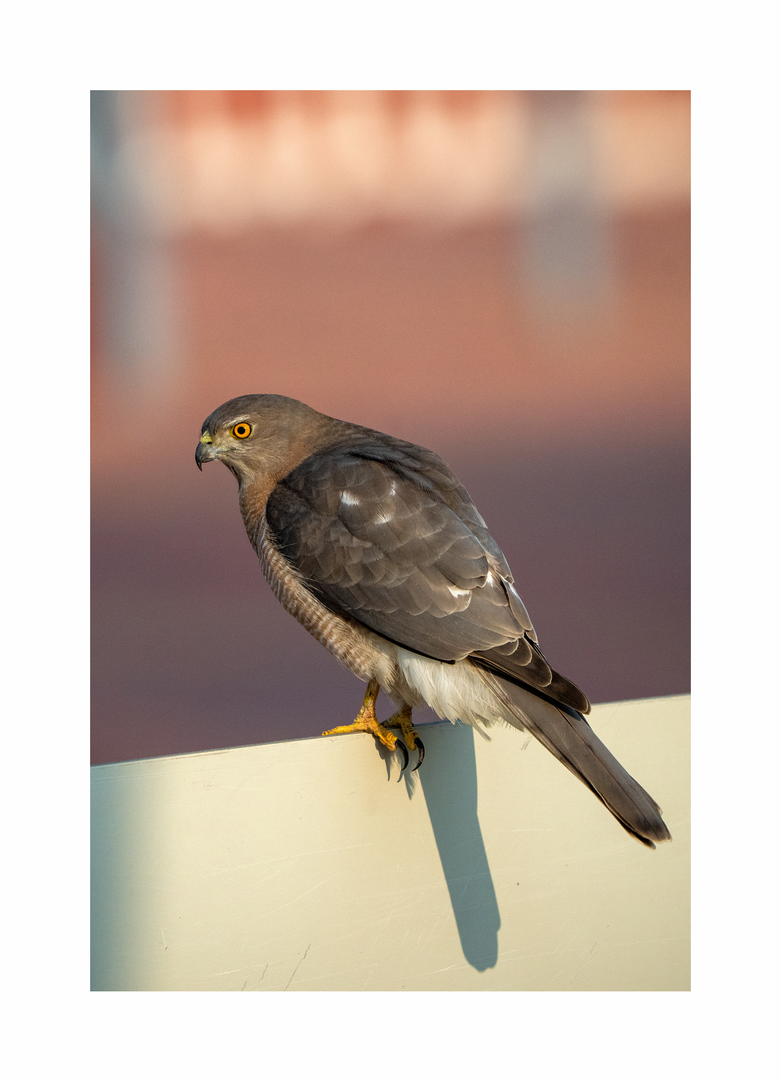 BPCL - Bina Biodiversity Study 29