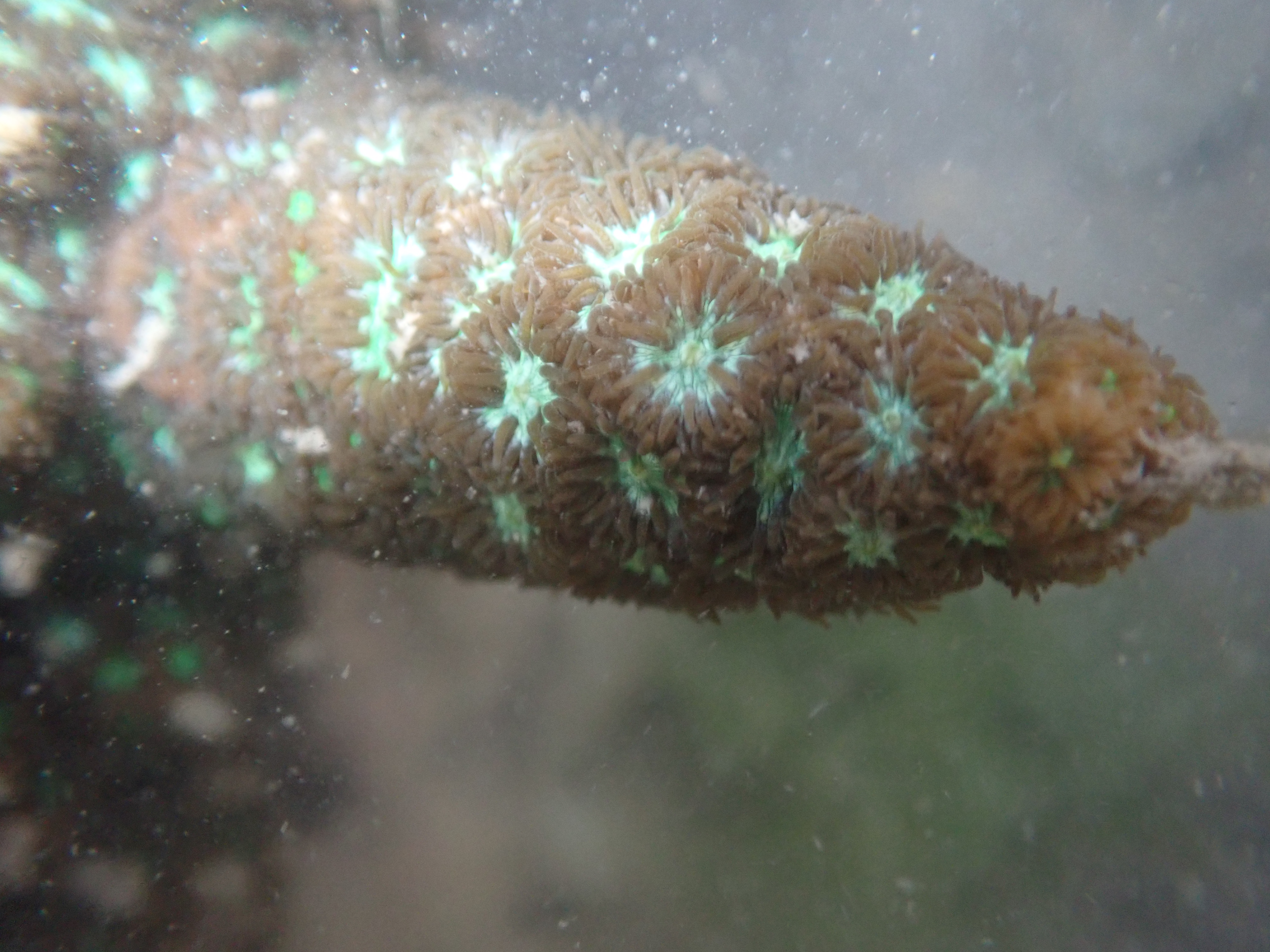 GFRF - Coral Health & Resilience at MNP 2