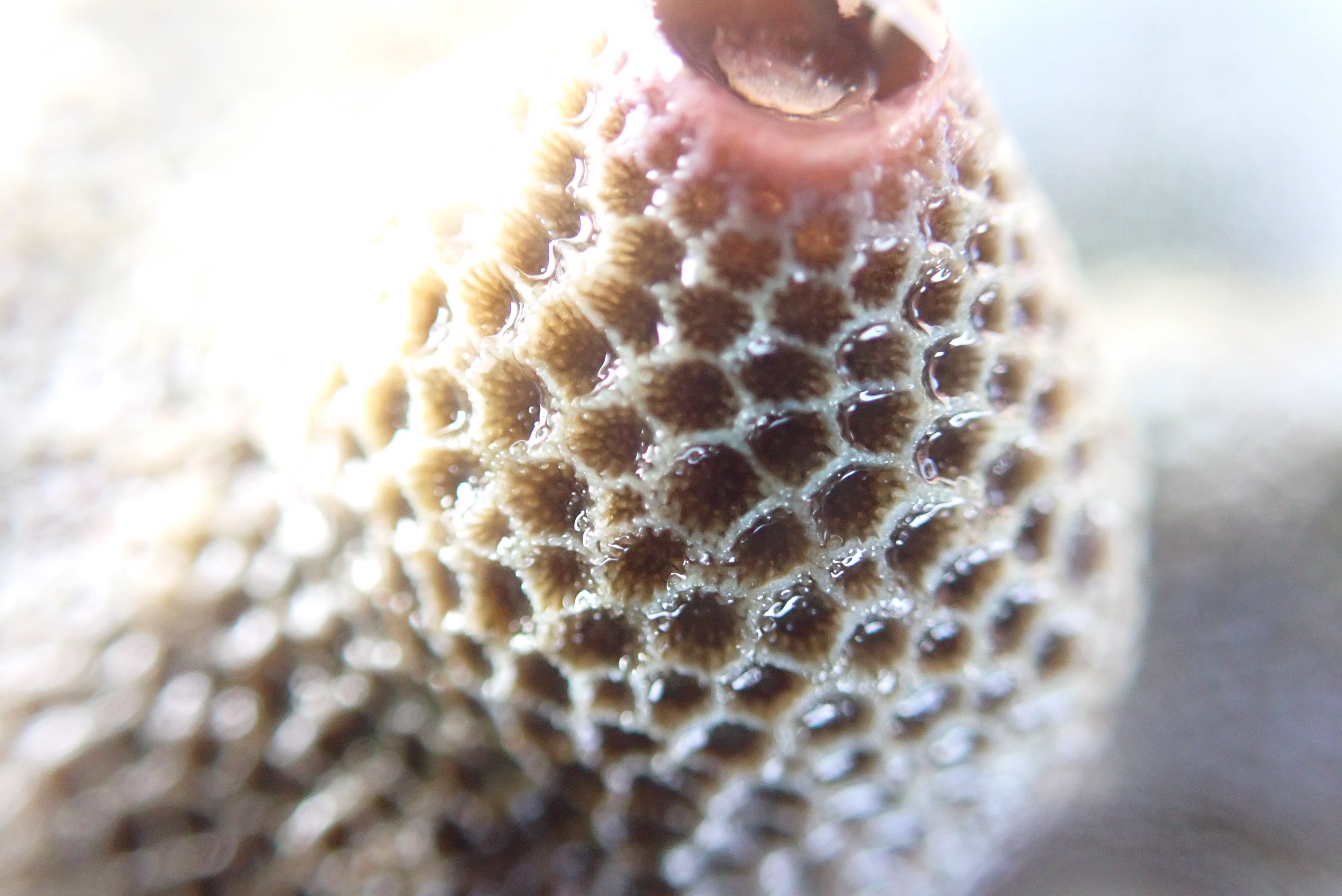 GFRF - Coral Health & Resilience at MNP 14