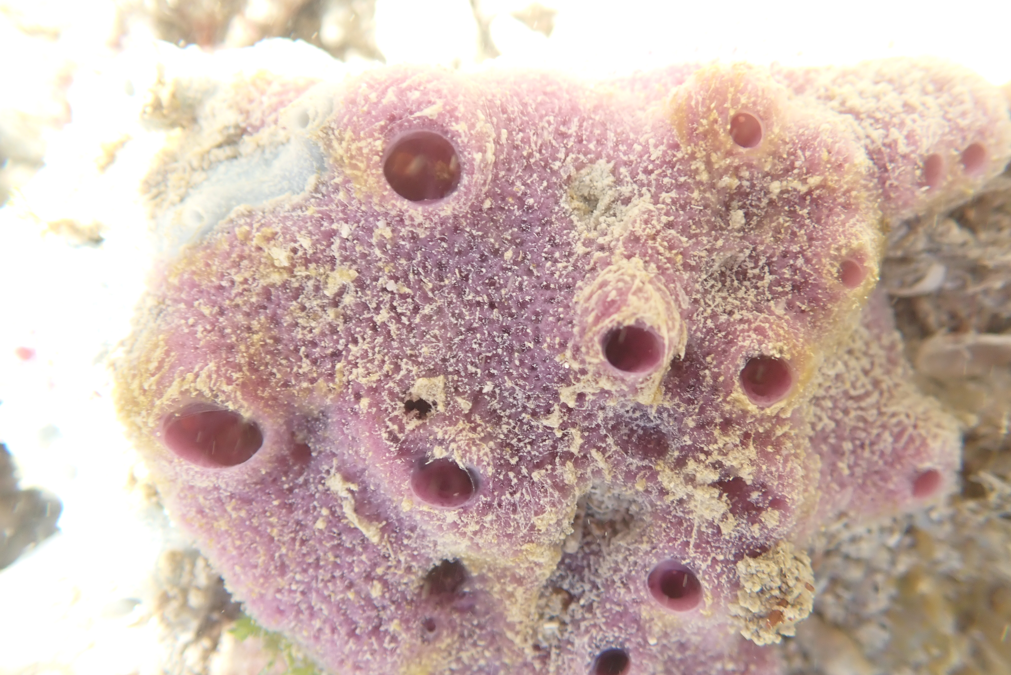 GFRF - Coral Health & Resilience at MNP 15