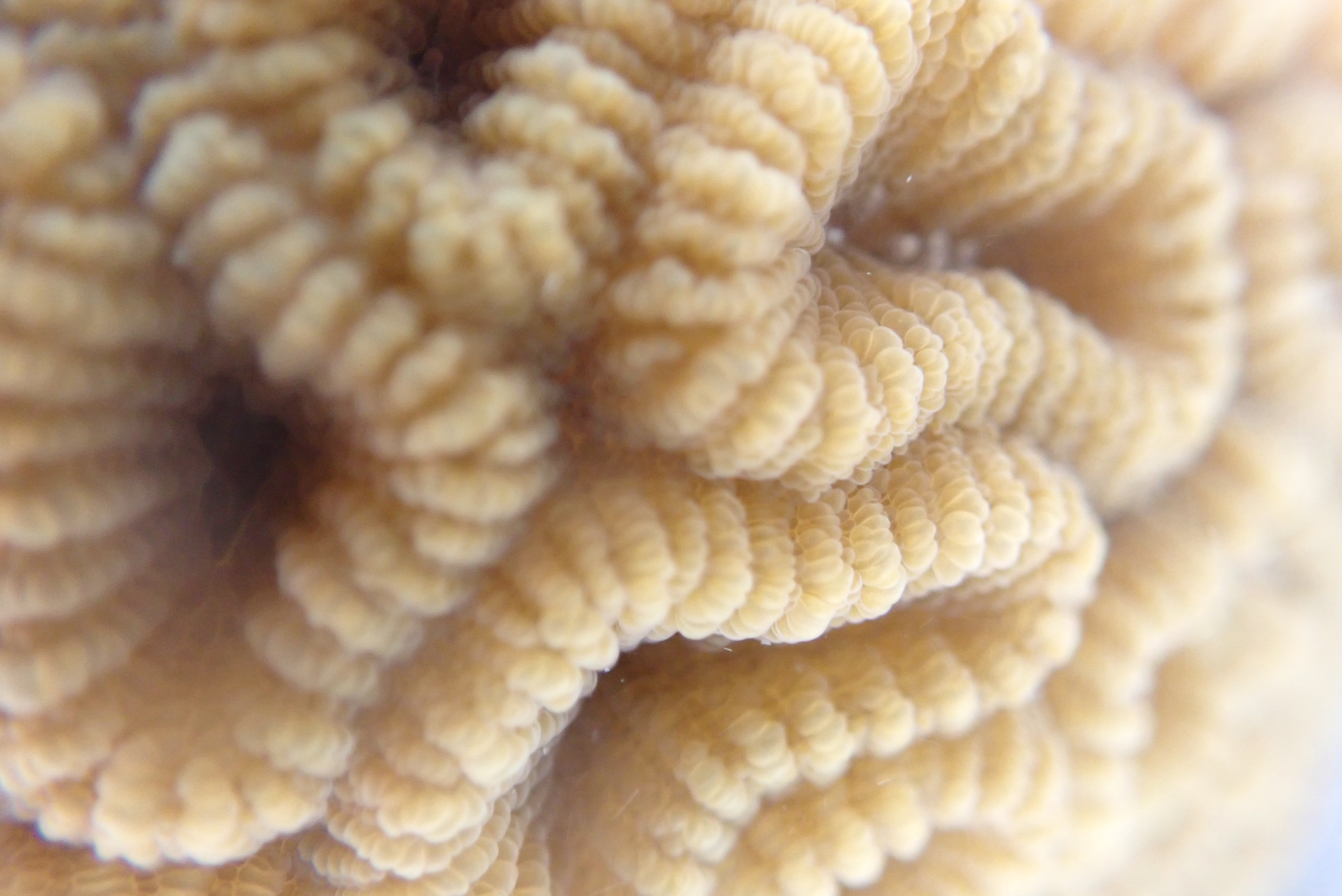 GFRF - Coral Health & Resilience at MNP 16