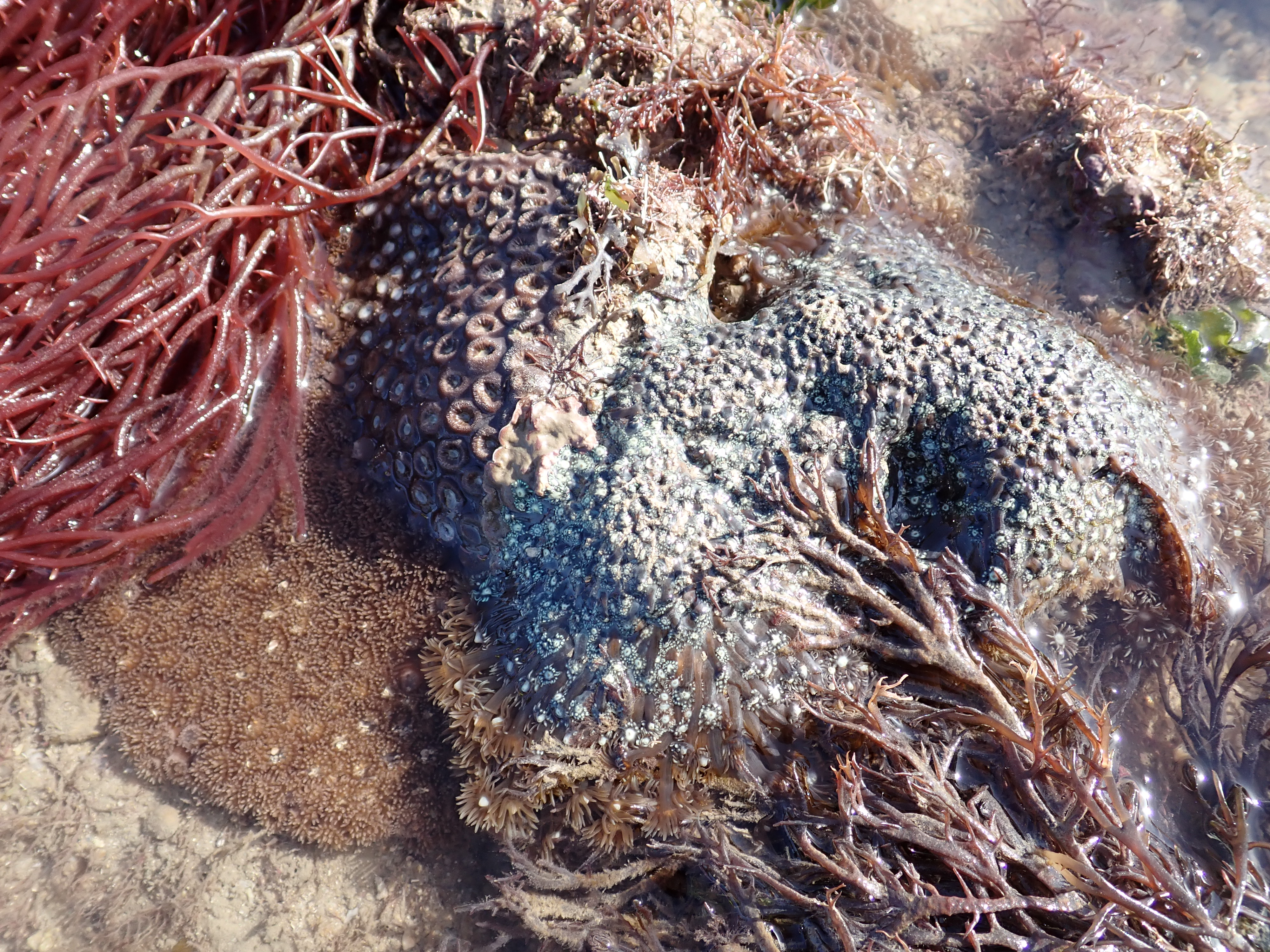 GFRF - Coral Health & Resilience at MNP 18
