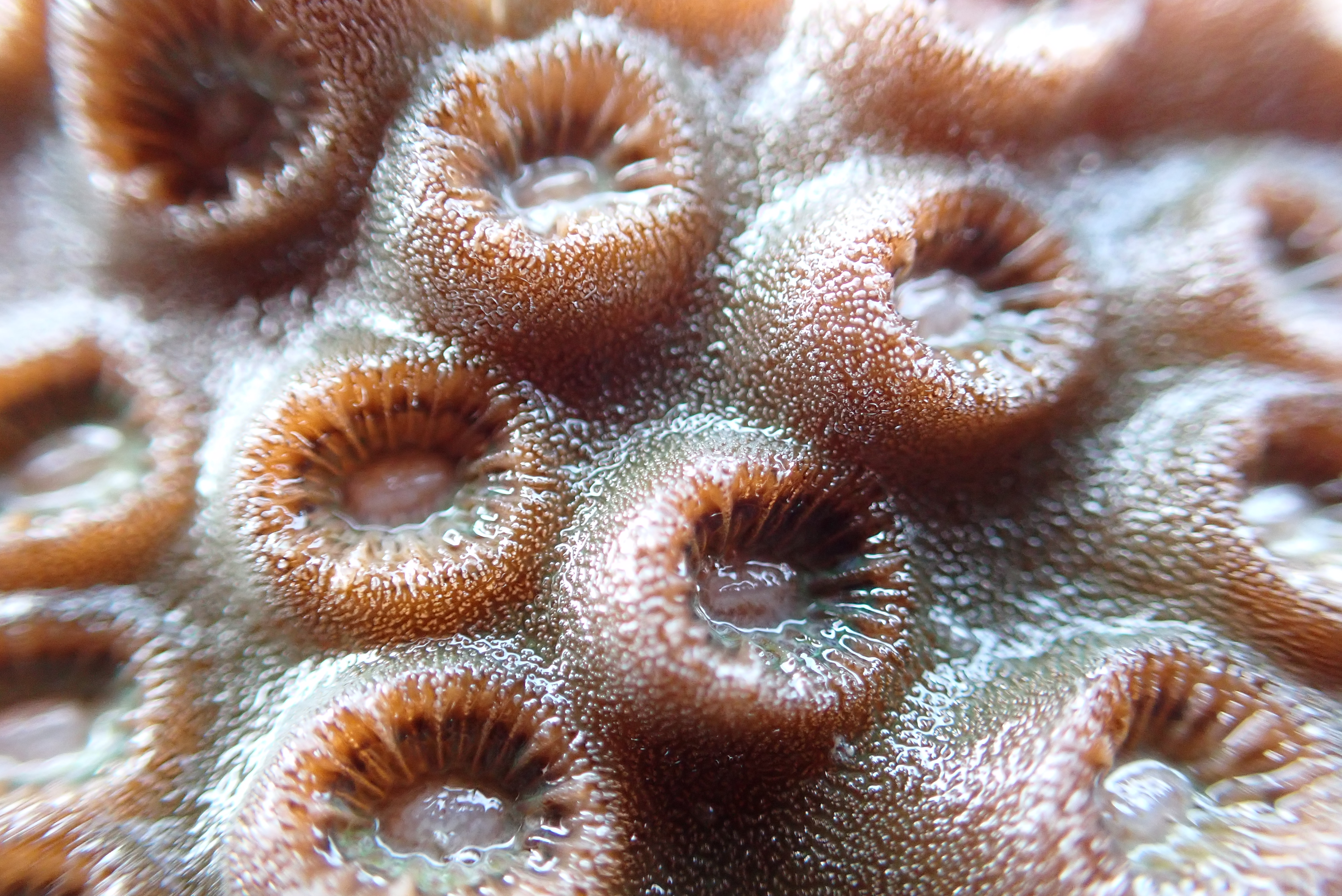 GFRF - Coral Health & Resilience at MNP 20
