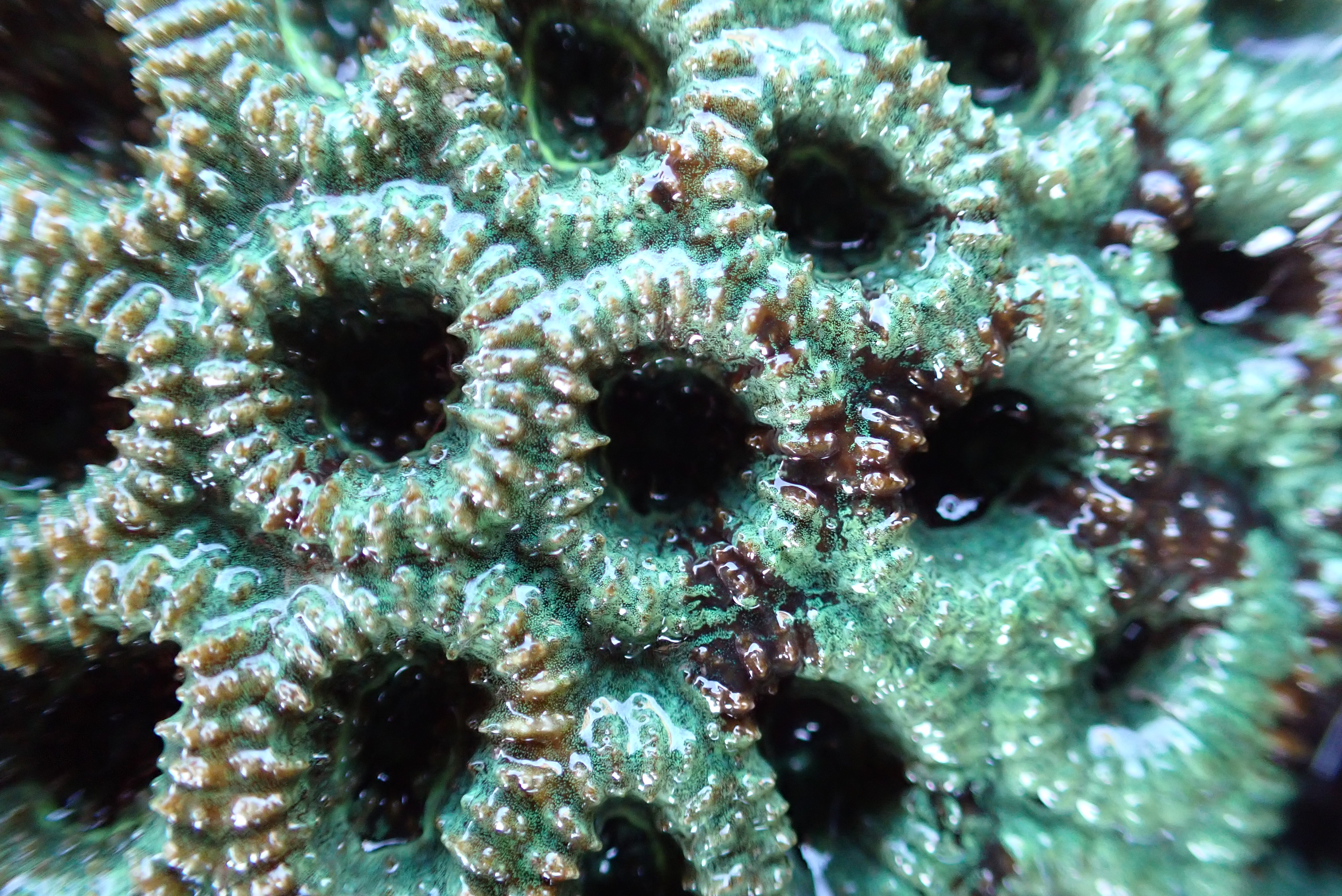 GFRF - Coral Health & Resilience at MNP 21