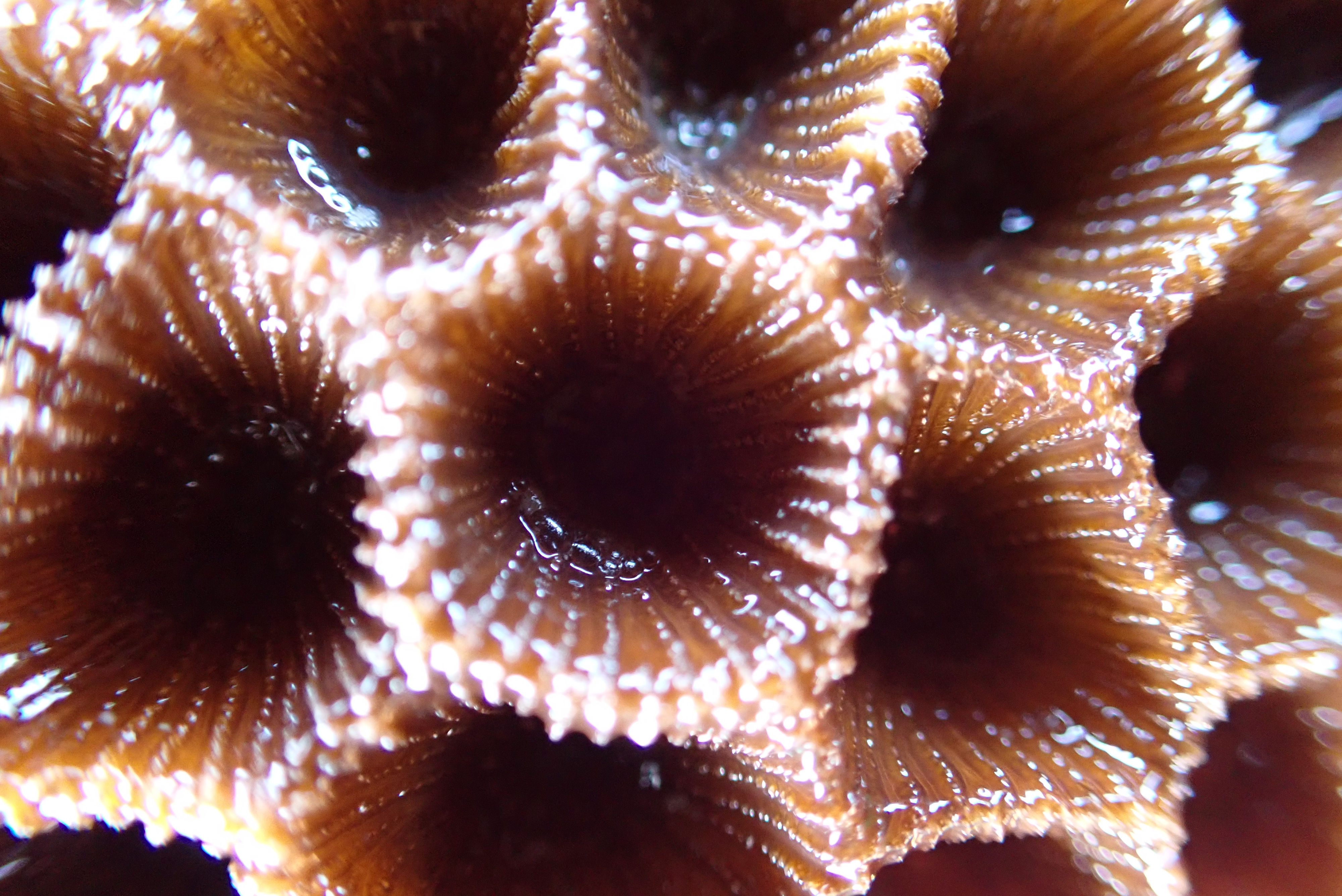 GFRF - Coral Health & Resilience at MNP 22
