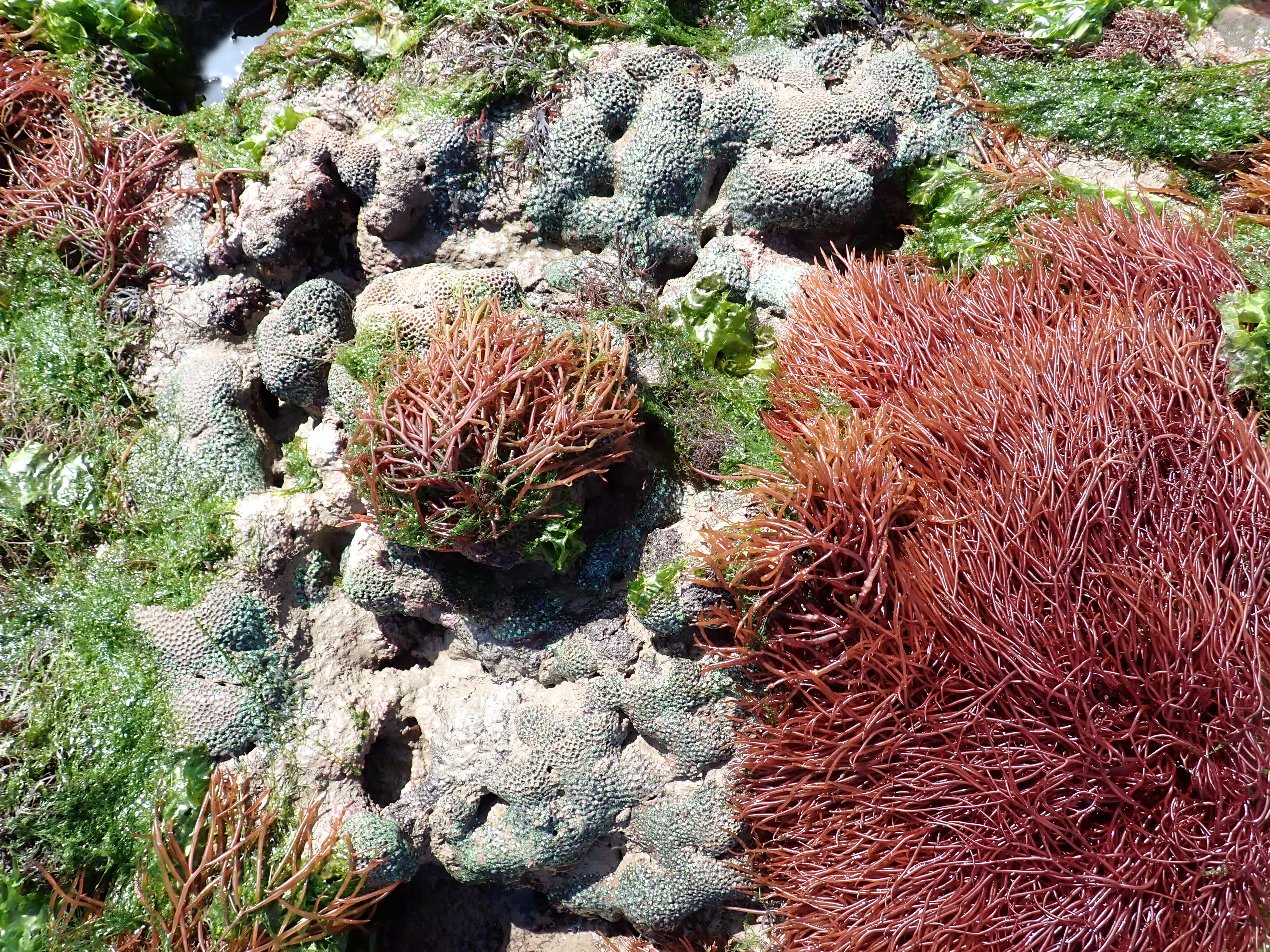 GFRF - Coral Health & Resilience at MNP 27