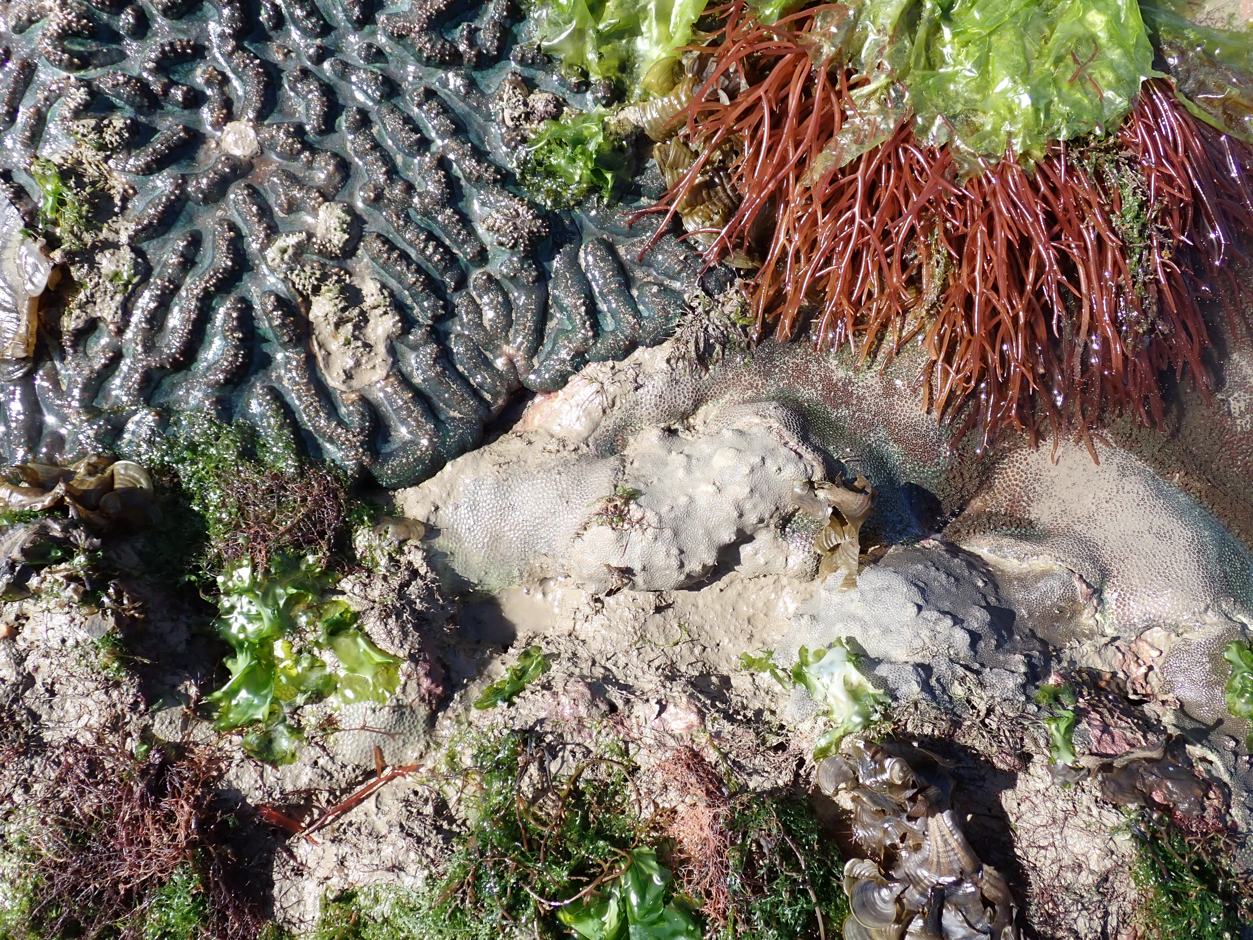 GFRF - Coral Health & Resilience at MNP 28