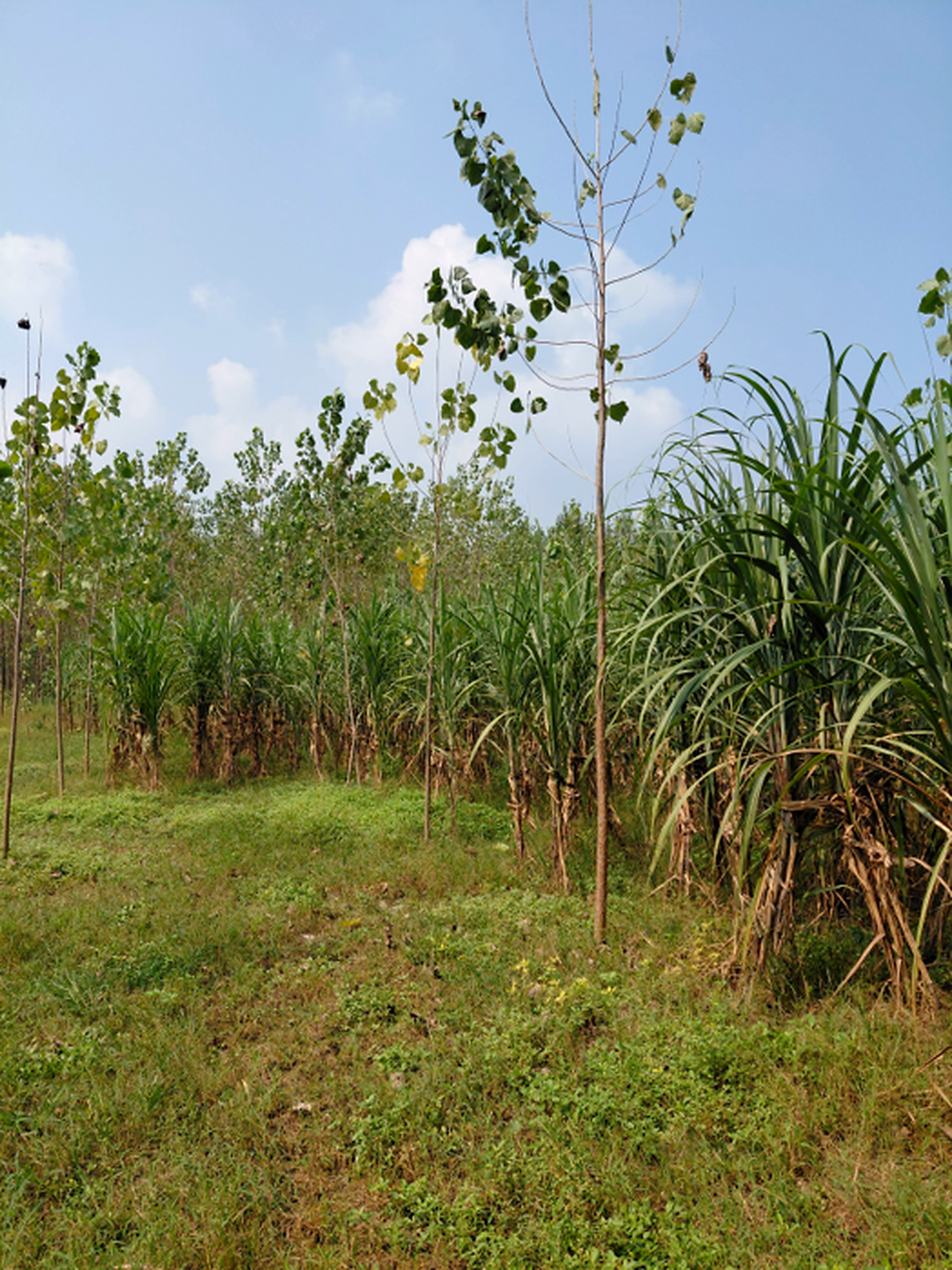 Haryana Forest Department - ZMP 8