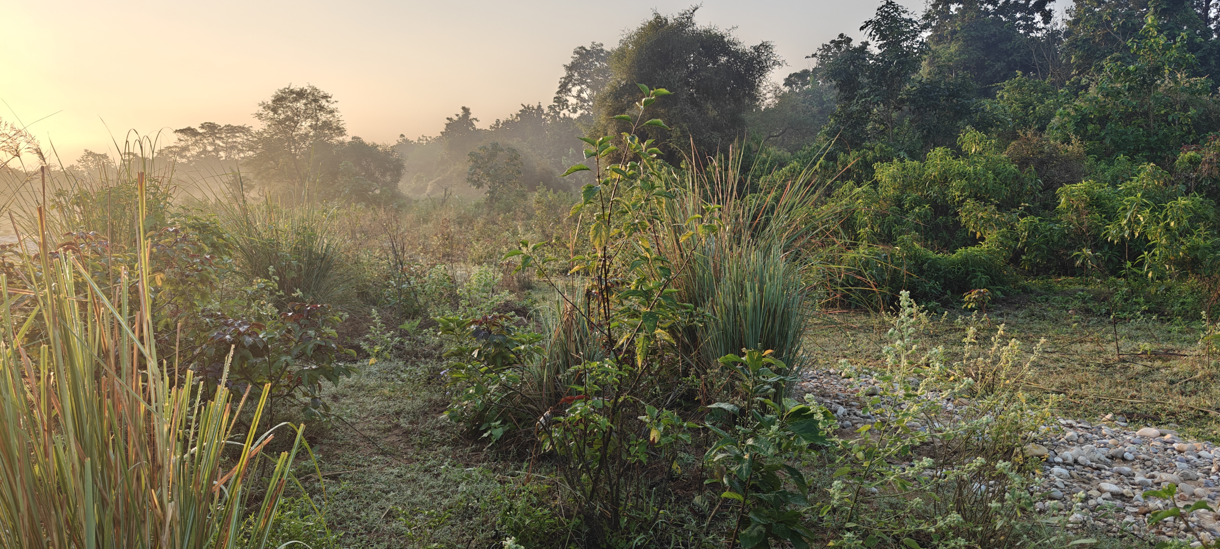 Haryana Forest Department - ZMP 23