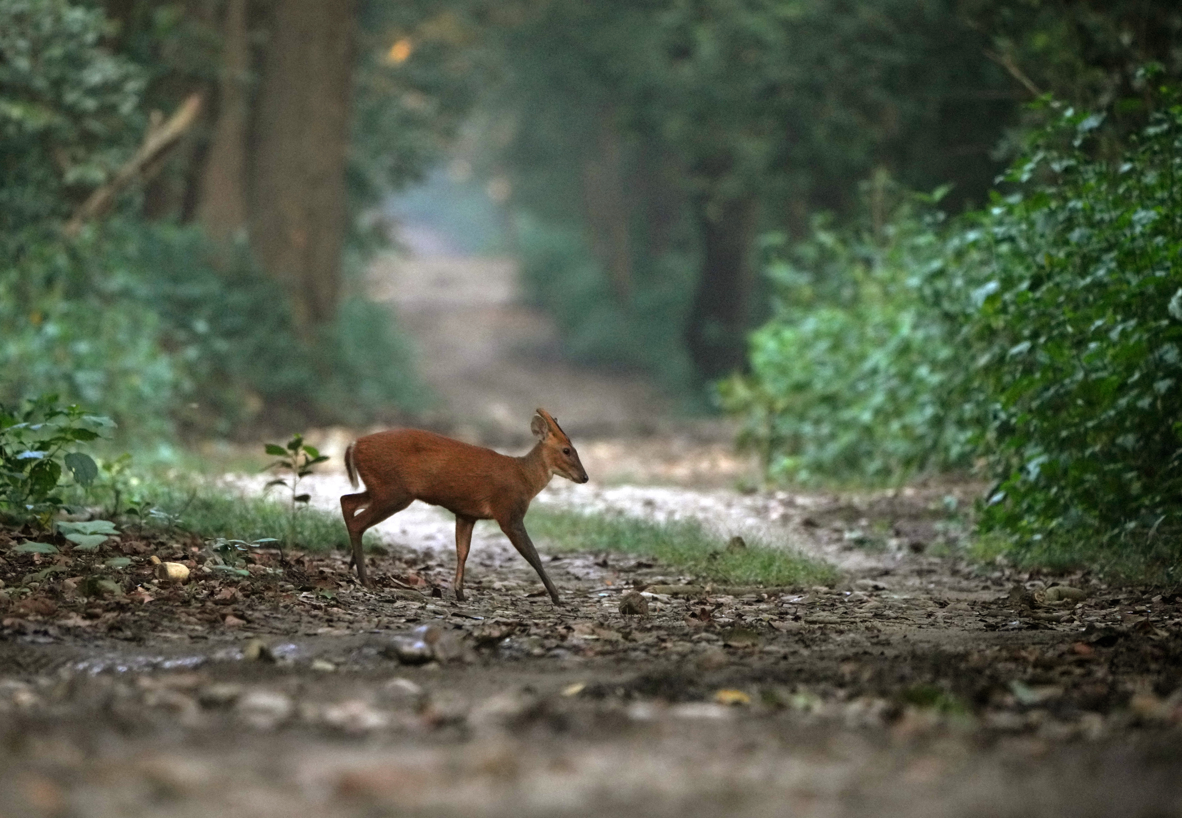 Haryana Forest Department - ZMP 28
