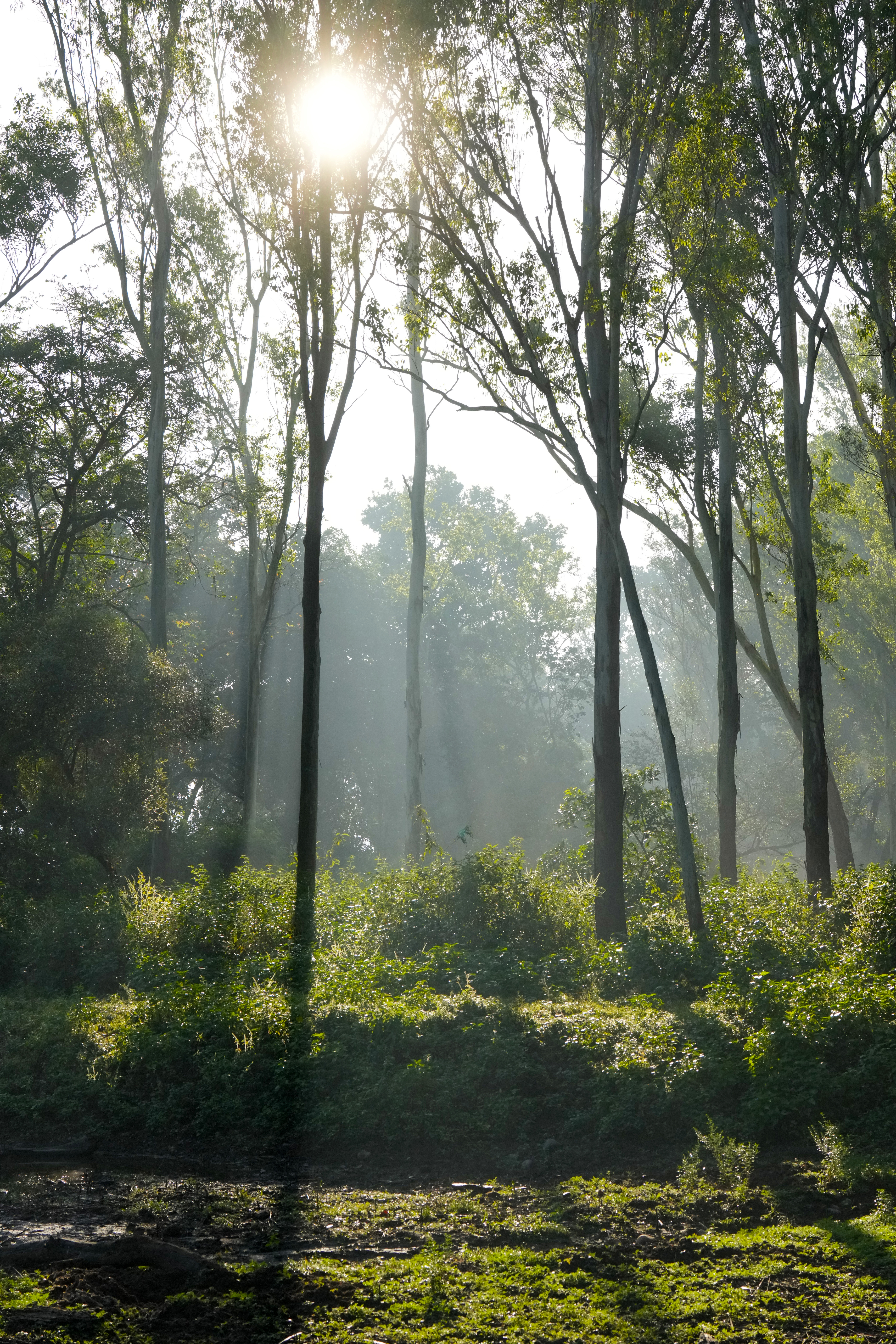 Haryana Forest Department - ZMP 30