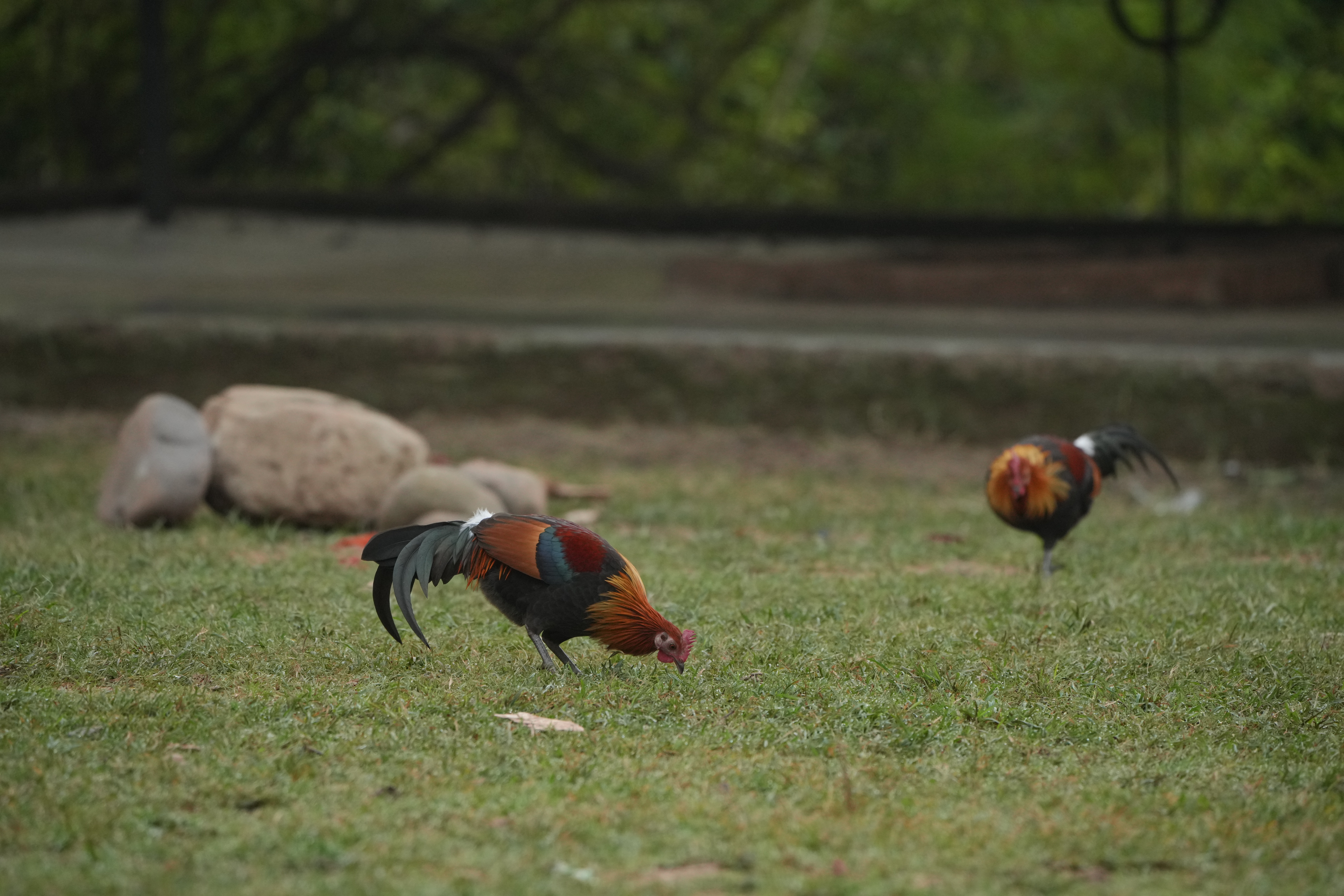 Haryana Forest Department - ZMP 33